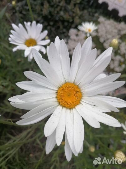 Старший продавец в зоомагазин