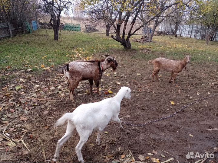 Козы Ламанча