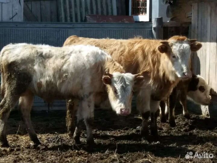 Бычки и телочки от 2 до 7 месяцев