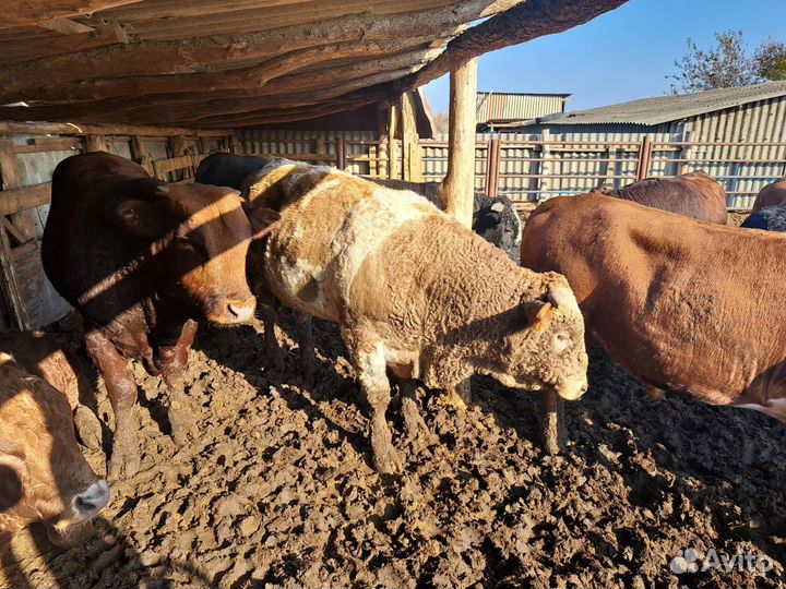 Быки на мясо