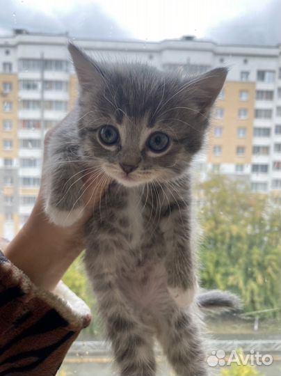 Котята