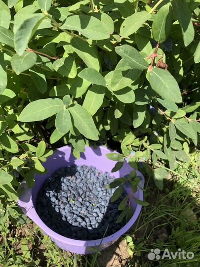 Свежая ягода жимолости