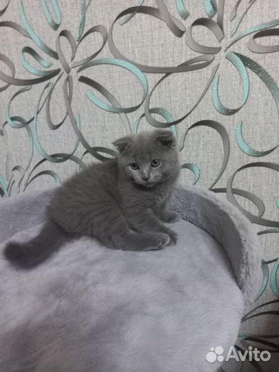Продам кошечку