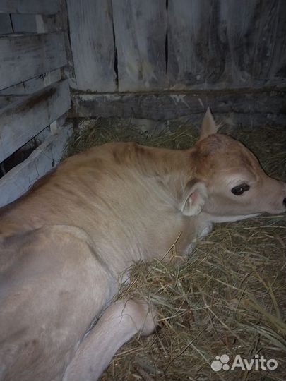 Продаю бычка