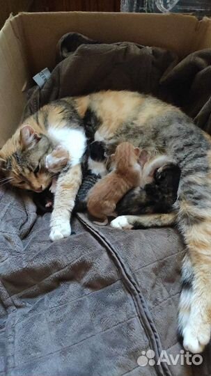 Котята в добрые руки