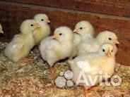 Цыплята бройлеры, Лямбирь