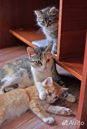 Котятки-малыши ищут семью