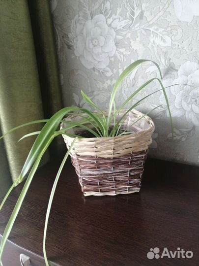 Цветы комнатные