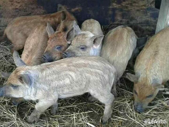 Поросята венгерской мангалицы