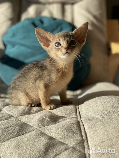 Клубные мальчики шоу класса