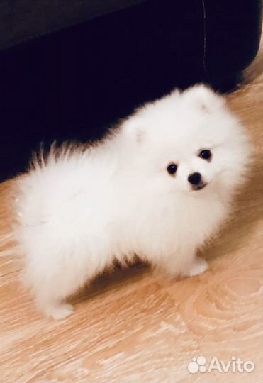 Щенки белый шпиц