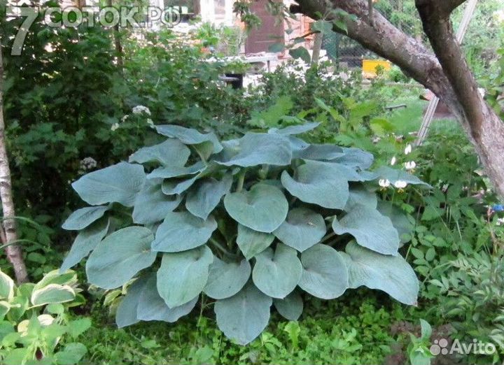 Хоста блю энждел Высота от 25см