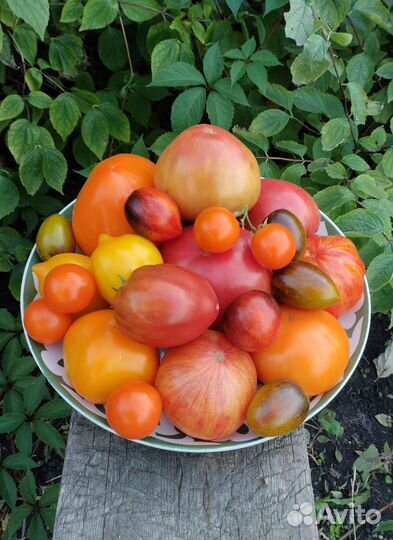 Семена коллекционных томатов и перцев