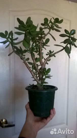 Крассула (толстянка) Денежное дерево