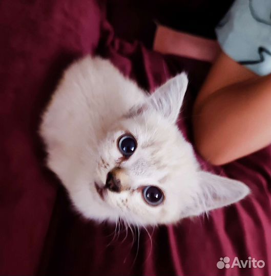 Котята сказочной красоты в дар