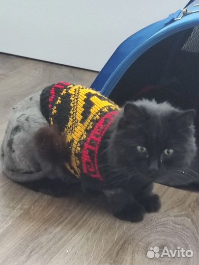 Кошечка Алиса в добрые руки