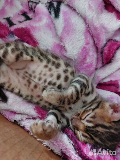 Бенгальский котенок 1 мальчик 1 девочка