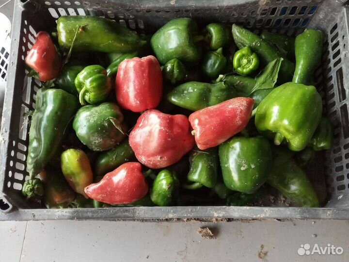 Перец, баклажаны, кабачки