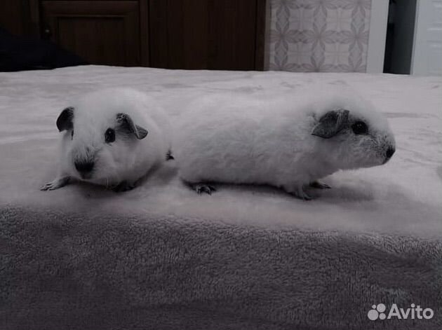 Морская свинка тедди