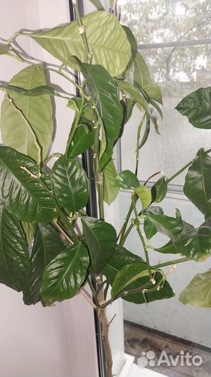 Фикус и лимон