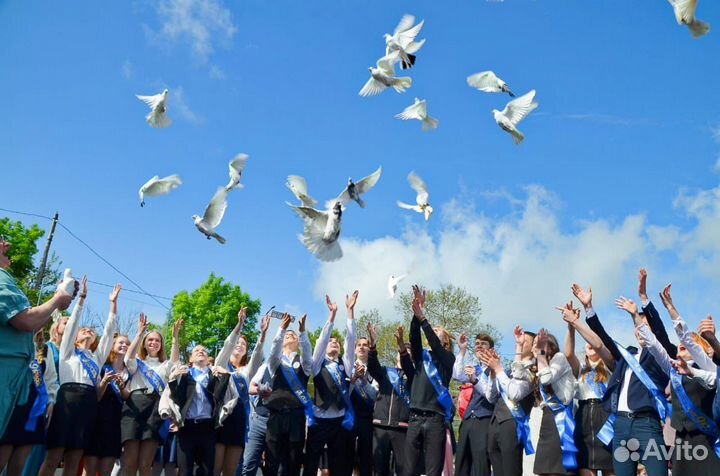 Голуби на любой праздник