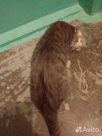 Кошка потеряшка