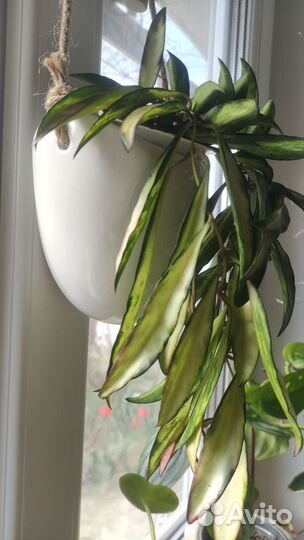 Хойя вайети триколор