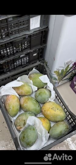 Манго египет