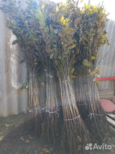 Грецкий орех идеал саженцы