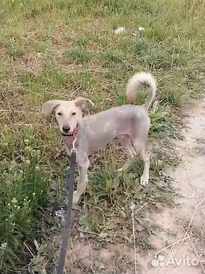 Собака в добрые руки