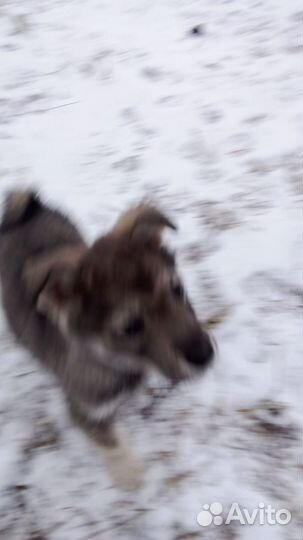 Лайка охотничья