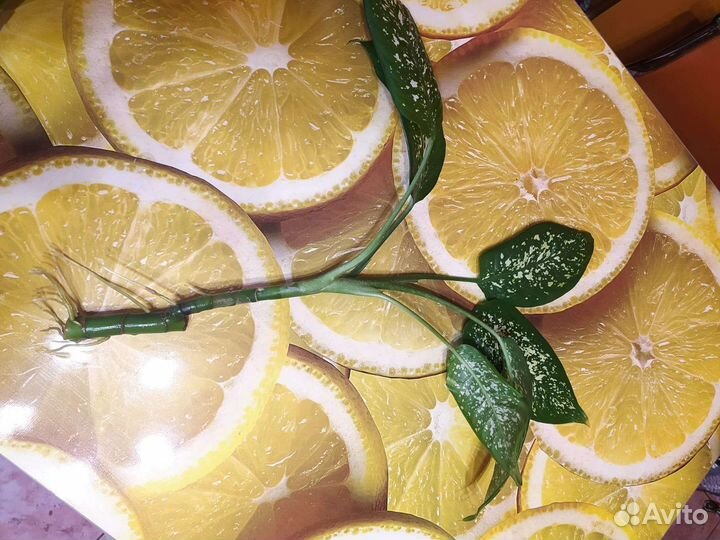 Диффенбахия