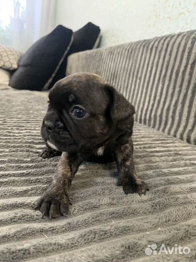 Щенки французского бульдога