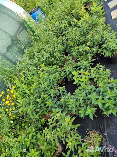 Гортензии метельчатые более 40 сорто