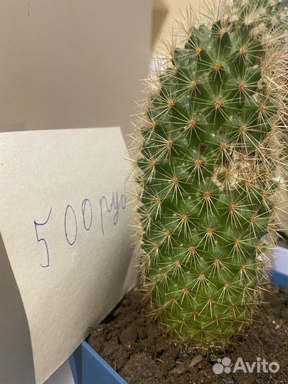 Продается коллекция кактусов