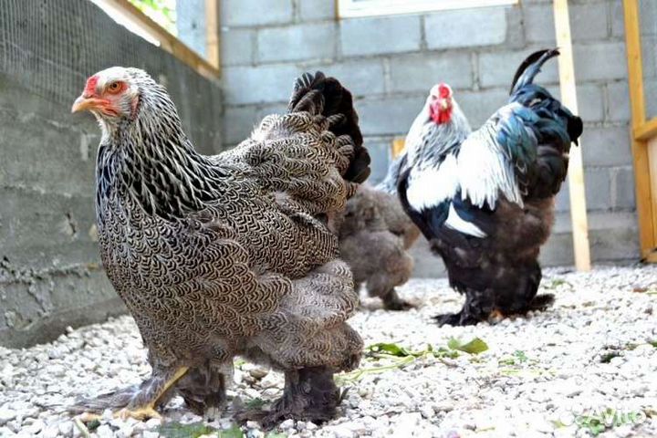 Инкубационные яйца от Брамы