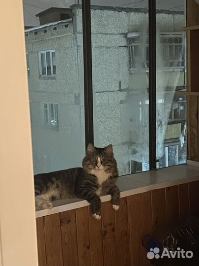 Отдам кота