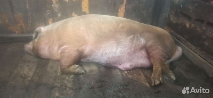 Продам хряка -Малыша