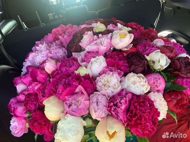 Пионы, букет, срезка, сезонные цветы