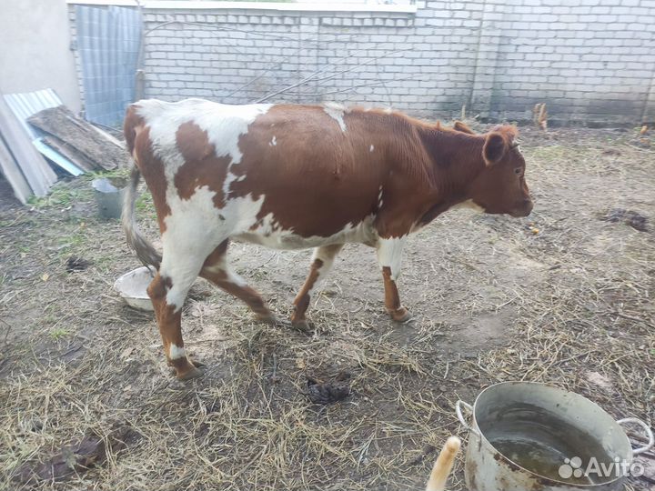 Молодняк крс