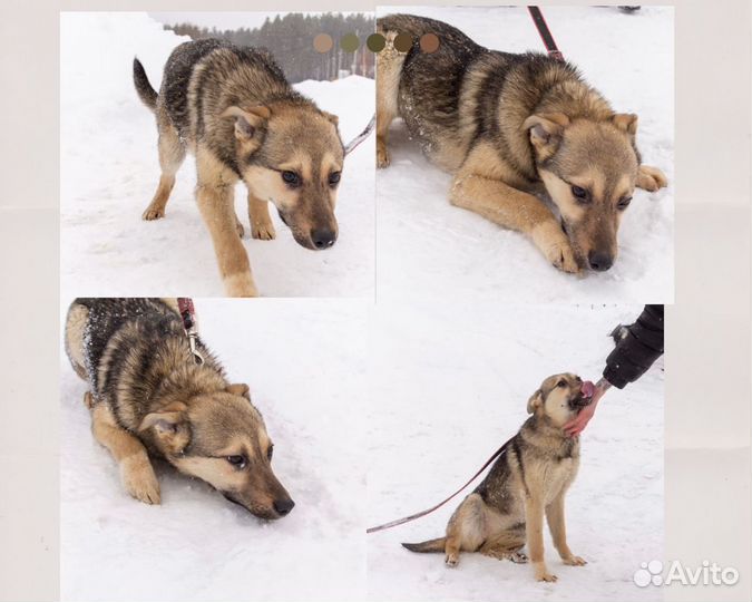 Щенки бесплатно