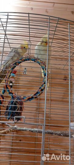 Попугай карелла