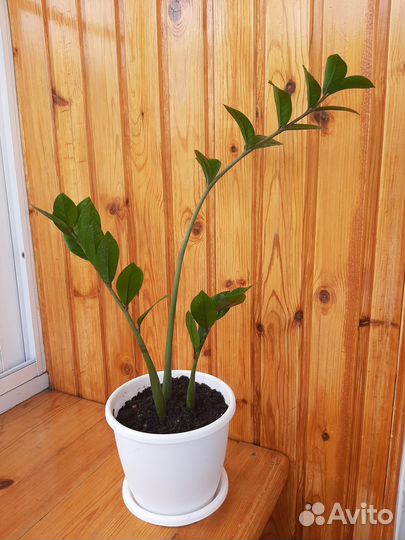 Замиокулькас (долларовое дерево )