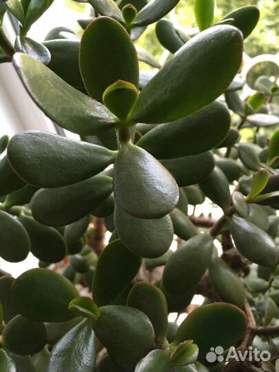 Толстянка денежное дерево