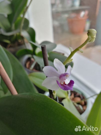 Орхидея фаленопсис парфюмерная фабрика