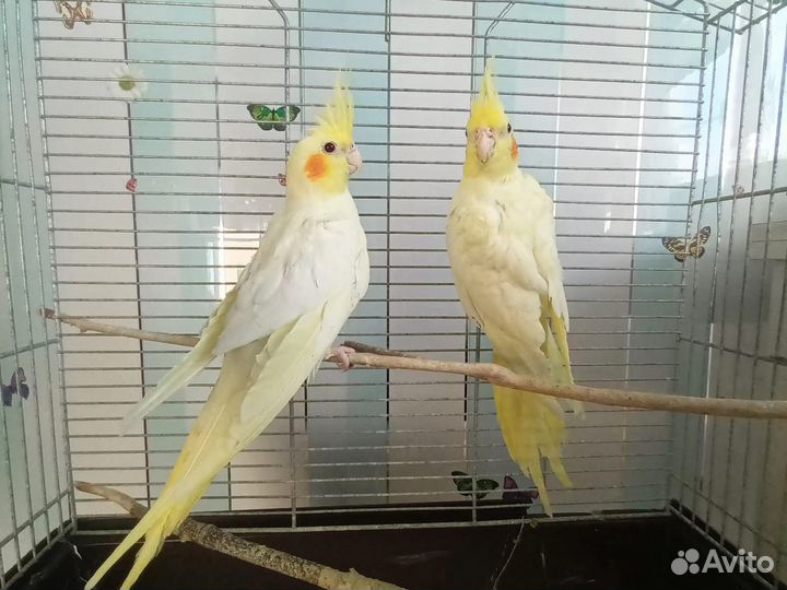Птенцы попугаев корелл
