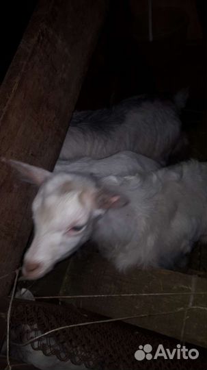 Молодые козы