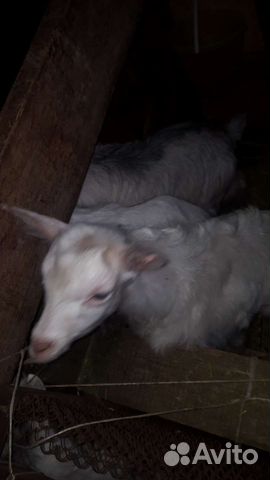 Молодые козы