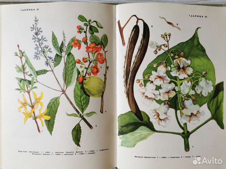 Книга о деревьях и кустарниках СССР