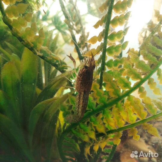 Мраморный рак